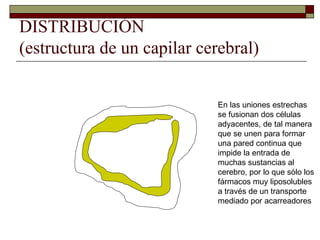 DISTRIBUCIÓN
(estructura de un capilar cerebral)


                             En las uniones estrechas
                             se fusionan dos células
                             adyacentes, de tal manera
                             que se unen para formar
                             una pared continua que
                             impide la entrada de
                             muchas sustancias al
                             cerebro, por lo que sólo los
                             fármacos muy liposolubles
                             a través de un transporte
                             mediado por acarreadores
 