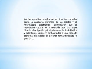 Muchos estudios basados en técnicas tan variadas
como la conducta osmótica de los tejidos y el
microscopio electrónico, demuestran que la
membrana celular está formada por una capa
bimolecular lipoide principalmente de fosfolípidos
y colesterol, unida en ambos lados a una capa de
proteína. Su espesor es de unos 100 armstrongs (fi
gura 2-1).
 