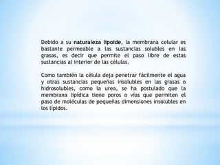 Debido a su naturaleza lipoide, la membrana celular es
bastante permeable a las sustancias solubles en las
grasas, es decir que permite el paso libre de estas
sustancias al interior de las células.
Como también la célula deja penetrar fácilmente el agua
y otras sustancias pequeñas insolubles en las grasas o
hidrosolubles, como la urea, se ha postulado que la
membrana lipídica tiene poros o vías que permiten el
paso de moléculas de pequeñas dimensiones insolubles en
los lípidos.
 