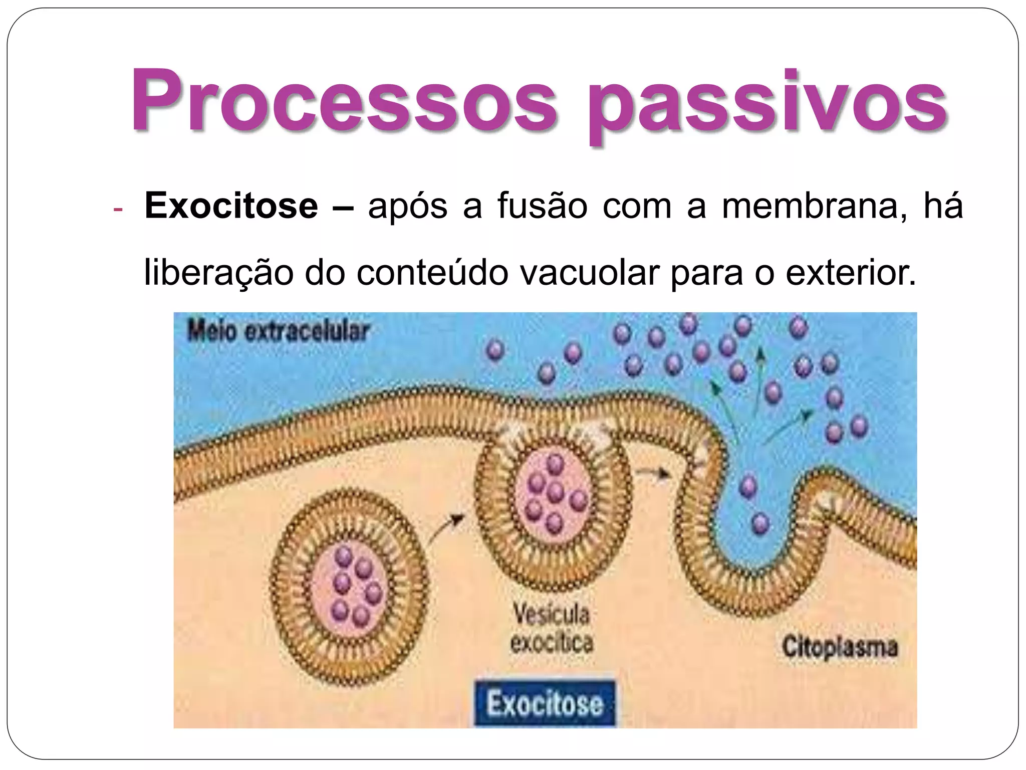 Processos passivos
- Exocitose – após a fusão com a membrana, há
liberação do conteúdo vacuolar para o exterior.
 