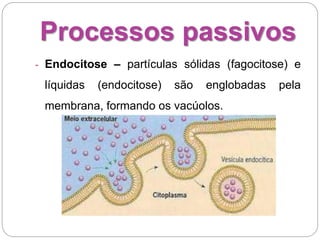 Processos passivos
- Endocitose – partículas sólidas (fagocitose) e
líquidas (endocitose) são englobadas pela
membrana, formando os vacúolos.
 