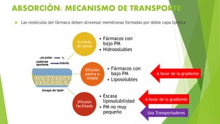ABSORCIÓN: MECANISMO DE TRANSPORTE
 Las moléculas del fármaco deben atravesar membranas formadas por doble capa lipídica
A través
de poros
• Fármacos con
bajo PM
• Hidrosolubles
Difusión
pasiva o
simple
• Fármacos con
bajo PM
• Liposolubles
Difusión
facilitada
• Escasa
liposolubilidad
• PM no muy
pequeño
A favor de la gradiente
A favor de la gradiente
Usa Transportadores
 