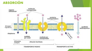 ABSORCIÓN
 