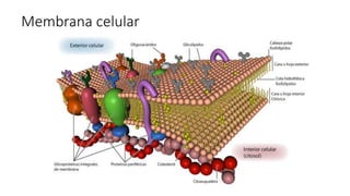 Membrana celular
 