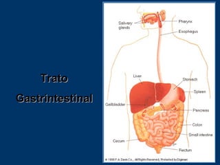Trato Gastrintestinal 