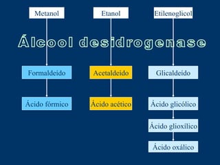 Metanol Etanol Etilenoglicol Formaldeído Acetaldeído Glicaldeído Ácido fórmico Ácido acético Ácido glicólico Ácido oxálico Ácido glioxílico Álcool desidrogenase 