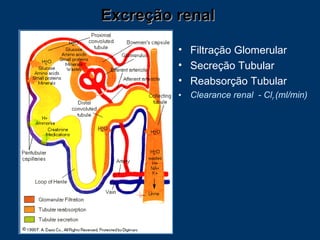 Filtração Glomerular Secreção Tubular Reabsorção Tubular Clearance renal  - Cl r  (ml/min) Excreção renal  