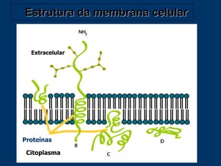 Estrutura da membrana celular Citoplasma Extracelular Proteínas 