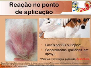 Reação no ponto
de aplicação
• Locais por SC ou tópico;
• Generalizadas (pulicidas em
spray).
FONTE: http:// petshopportal.com/vacina-de-cachorro/
Causa: Stomorgyl (Espiramicina, antibiótico da classe dos macrolídeos e Metronidazol, antiinfeccioso da série dos nitroimidazóis);
Tratamento: anti-alérgico, fluidoterapia e diurético para eliminação mais rápida.
Fonte: Prontovet Clinica Veterinárinária.
*Vacinas, vermífugos, pulicídas, Antibióticos
 