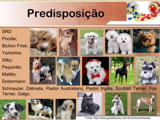 Predisposição
SRD
Poodle;
Bichon Frisé;
Yorkshire;
Silky;
Pequinês;
Maltês;
Dobermann;
Schnauzer, Dálmata, Pastor Australiano, Pastor Inglês, Scottish Terrier, Fox
Terrier, Galgo.
Fonte: http://www.guiaderacas.com.br/cachorros/racas/
 