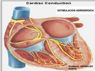 TIPOS DE RECEPTORESAGONISTAS. SE LIGAN A RECEPTORES FISIOLOGICOS Y REMEDAN LOS EFECTOS REGULADORES DE LOS COMPUESTOS ENDOGENOS QUE ENVIAN SENALES. ANTAGONISTAS. NO POSEEN EFECTO REGULADOR PERO SU UNION BLOQUEA EL SITIO DE ACCION DEL AGONISTA ENDOGENO.AGONISTAS PARCIALES. SON PARCIALMENTE EFICACES COMO AGONISTAS.AGONISTA INVERSO. ESTABILIZAN EL RECEPTOR A SU CONFORMACION INACTIVA.Profesor: REINALDO PINTO