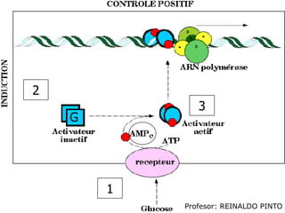 Peso. Con determinados fármacos es necesario referenciar la dosis administrada al peso del paciente.