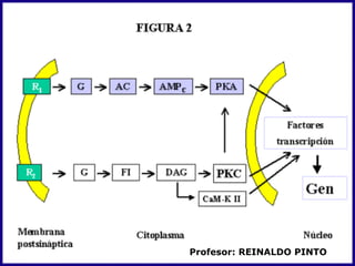 Edad. Un farmaco no actua de igual forma en un niño, en un adulto o en un anciano; la farmacocinetica que sufre el fármaco no es la misma y ello desencadena acciones diferentes.