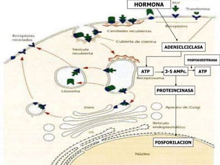 Sexo. Determinados fármacos no desencadenan la misma acción en el hombre que en la mujer.