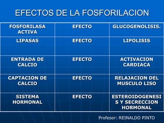 Absorción. Tanto la absorción como la eliminación pueden influir de forma notoria en la acción del fármaco, así como desde luego la vía de administración. De esta forma un farmaco administrado por vía tópica no realizará la misma acción si es administrado via parenteral. Tanto la absorción como la eliminación pueden ser modificadas desde el exterior bien aumentandola o disminuyendola con lo cual también se verá afectada su acción.Profesor: REINALDO PINTO