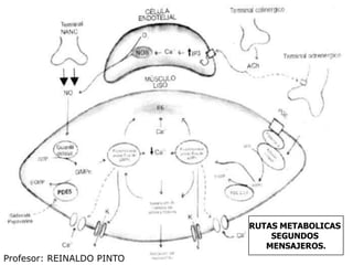 Profesor: REINALDO PINTO