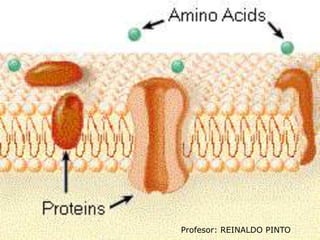 Profesor: REINALDO PINTO