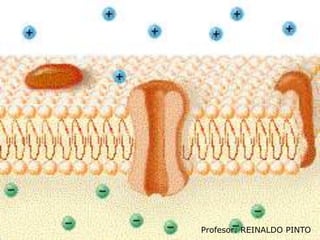 RECEPTORES DE HORMONAS.