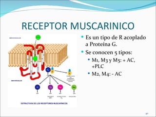 RECEPTOR MUSCARINICO
           Es un tipo de R acoplado
            a Proteína G.
           Se conocen 5 tipos:
      ...