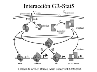 Interacción GR-Stat5 Tomado de Groner,  Domest Anim Endocrinol 2002;   23:25   