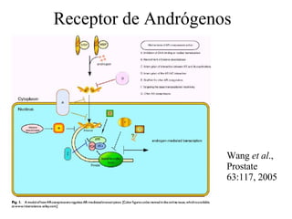 Receptor de Andrógenos Wang  et al ., Prostate 63:117, 2005 