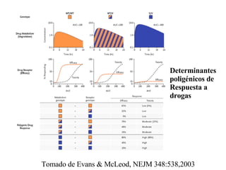 Determinantes poligénicos de Respuesta a drogas Tomado de Evans & McLeod, NEJM 348:538,2003 