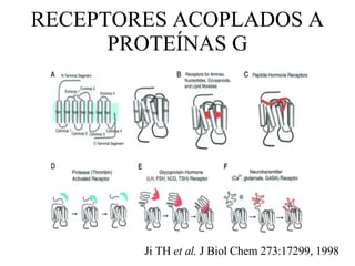 RECEPTORES ACOPLADOS A PROTE ÍNAS G Ji TH  et al.  J Biol Chem 273:17299, 1998 
