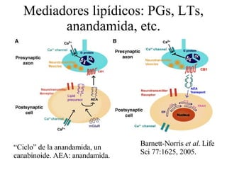 Mediadores lipídicos: PGs, LTs, anandamida, etc. “ Ciclo” de la anandamida, un canabinoide. AEA: anandamida. Barnett-Norris  et al . Life Sci 77:1625, 2005. 