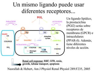 Un mismo ligando puede usar diferentes receptores... Un ligando lipídico, la prostaciclina (PGI2) actúa sobre receptores de membrana (GPCR) e intracelulares (PPAR-  ). Además, tiene diferentes niveles de acción. Nasrallah & Hebert, Am J Physiol Renal Physiol 289:F235, 2005 