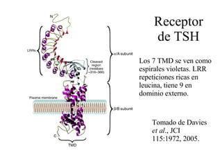 Receptor de TSH Tomado de Davies  et al ., JCI 115:1972, 2005. Los 7 TMD se ven como espirales violetas. LRR repeticiones ricas en leucina, tiene 9 en dominio externo. 
