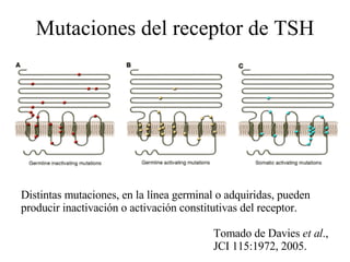 Mutaciones del receptor de TSH Distintas mutaciones, en la línea germinal o adquiridas, pueden producir inactivación o activación constitutivas del receptor. Tomado de Davies  et al ., JCI 115:1972, 2005. 