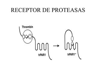 RECEPTOR DE PROTEASAS 