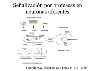Señalización por proteasas en neuronas aferentes Cottrell  et al ., Biochem Soc Trans 31:1191, 2003 