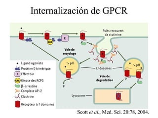 Internalización de GPCR Scott  et al ., Med. Sci. 20:78, 2004. 