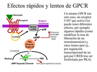 Efectos rápidos y lentos de GPCR Un mismo GPCR (en este caso, un receptor 5-HT que activa Gs) puede tener diferentes efectos, por ejemplo algunos rápidos (como modificar la tasa de liberación de un neurotransmisor) y otros lentos (por ej., por regulación transcripcional de un gen por CREB tras ser fosforilado por PKA) 