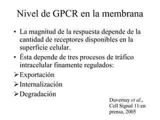 Nivel de GPCR en la membrana La magnitud de la respuesta depende de la cantidad de receptores disponibles en la superficie celular. Ésta depende de tres procesos de tráfico intracelular finamente regulados: Exportación Internalización Degradación Duvernay  et al ., Cell Signal 11:en prensa, 2005 