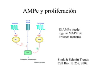 AMPc y proliferación El AMPc puede regular MAPK de diversas maneras Stork & Schmitt Trends Cell Biol 12:258, 2002. 