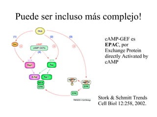 Puede ser incluso más complejo! cAMP-GEF es  EPAC , por Exchange Protein directly Activated by cAMP  Stork & Schmitt Trends Cell Biol 12:258, 2002. 