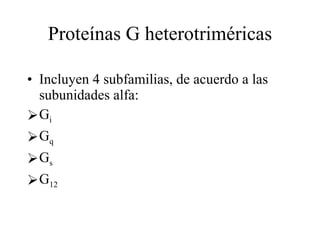 Proteínas G heterotriméricas Incluyen 4 subfamilias, de acuerdo a las subunidades alfa: G i G q G s G 12 
