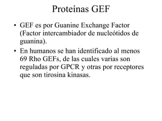 Proteínas GEF GEF es por Guanine Exchange Factor (Factor intercambiador de nucleótidos de guanina). En humanos se han identificado al menos 69 Rho GEFs, de las cuales varias son reguladas por GPCR y otras por receptores que son tirosina kinasas. 