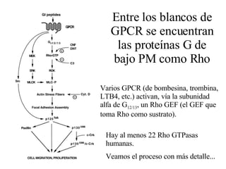 Entre los blancos de GPCR se encuentran las proteínas G de bajo PM como Rho Hay al menos 22 Rho GTPasas humanas. Veamos el proceso con más detalle... Varios GPCR (de bombesina, trombina, LTB4, etc.) activan, vía la subunidad alfa de G 12/13 , un Rho GEF (el GEF que toma Rho como sustrato). 