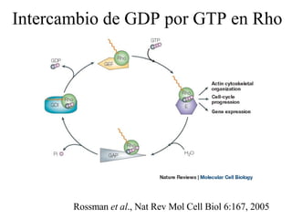Intercambio de GDP por GTP en Rho Rossman  et al ., Nat Rev Mol Cell Biol 6:167, 2005 