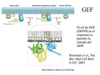 GEF El rol de GEF (DH/PH en el esquema) es permitir la entrada del GDP. Rossman  et al ., Nat Rev Mol Cell Biol 6:167, 2005 
