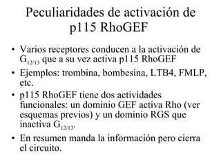 Peculiaridades de activación de  p115 RhoGEF  Varios receptores conducen a la activación de G 12/13  que a su vez activa  p115 RhoGEF  Ejemplos: trombina, bombesina, LTB4, FMLP, etc. p115 RhoGEF  tiene dos actividades funcionales: un dominio GEF activa Rho (ver esquemas previos) y un dominio RGS que inactiva G 12/13 . En resumen manda la información pero cierra el circuito. 