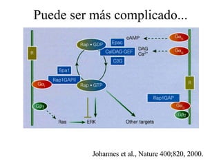 Puede ser más complicado... Johannes et al., Nature 400;820, 2000. 
