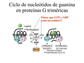 Ciclo de nucleótidos de guanina en proteínas G triméricas D Nótese que GTP y GDP están invertidos!!! 