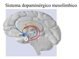 Sistema dopaminérgico mesolímbico 