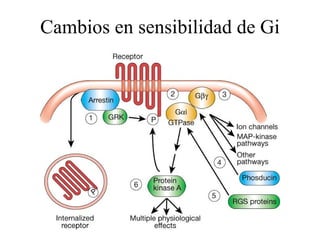 Cambios en sensibilidad de Gi 