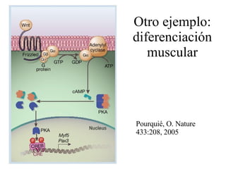 Otro ejemplo: diferenciación muscular Pourquié, O. Nature 433:208, 2005 
