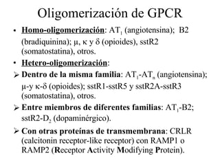 Oligomerización de GPCR Homo-oligomerización : AT 1  (angiotensina);  B2 (bradiquinina); µ,    y    (opioides), sstR2 (somatostatina), otros. Hetero-oligomerización : Dentro de la misma familia : AT 1 -AT n  (angiotensina); µ-y   -   (opioides); sstR1-sstR5 y sstR2A-sstR3 (somatostatina), otros. Entre miembros de diferentes familias : AT 1 -B2; sstR2-D 2  (dopaminérgico). Con otras proteínas de transmembrana : CRLR (calcitonin receptor-like receptor) con RAMP1 o RAMP2 ( R eceptor  A ctivity  M odifying  P rotein). 